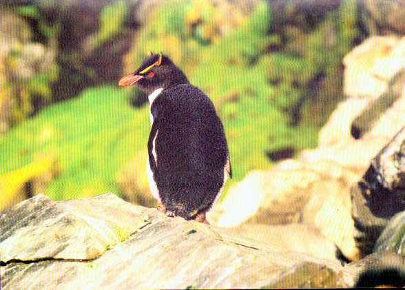 Cartes postales anciennes > CARTES POSTALES > carte postale ancienne > cartes-postales-ancienne.com Animaux