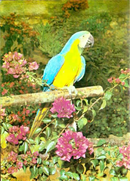 Cartes postales anciennes > CARTES POSTALES > carte postale ancienne > cartes-postales-ancienne.com Animaux