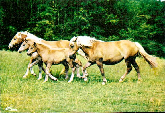 Cartes postales anciennes > CARTES POSTALES > carte postale ancienne > cartes-postales-ancienne.com Animaux Chevaux anes chevres