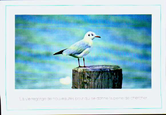 Cartes postales anciennes > CARTES POSTALES > carte postale ancienne > cartes-postales-ancienne.com Animaux Oiseaux