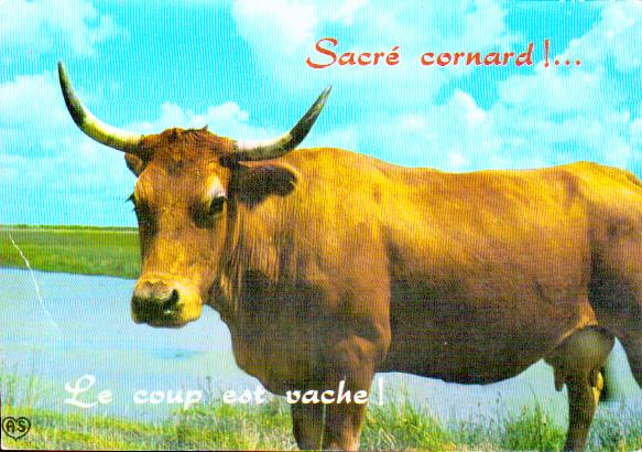 Cartes postales anciennes > CARTES POSTALES > carte postale ancienne > cartes-postales-ancienne.com Animaux Buffles vaches taureaux