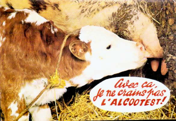 Cartes postales anciennes > CARTES POSTALES > carte postale ancienne > cartes-postales-ancienne.com Animaux Buffles vaches taureaux