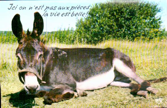 Cartes postales anciennes > CARTES POSTALES > carte postale ancienne > cartes-postales-ancienne.com Animaux