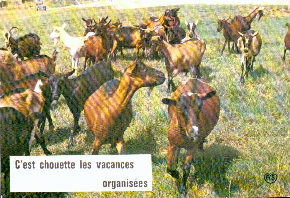 Cartes postales anciennes > CARTES POSTALES > carte postale ancienne > cartes-postales-ancienne.com Animaux Chevaux anes chevres