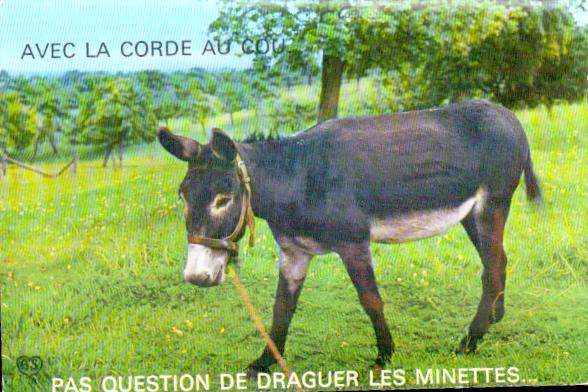 Cartes postales anciennes > CARTES POSTALES > carte postale ancienne > cartes-postales-ancienne.com Animaux Chevaux anes chevres