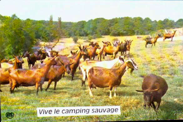 Cartes postales anciennes > CARTES POSTALES > carte postale ancienne > cartes-postales-ancienne.com Animaux Chevaux anes chevres