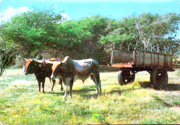 Cartes postales anciennes > CARTES POSTALES > carte postale ancienne > cartes-postales-ancienne.com Animaux Buffles vaches taureaux