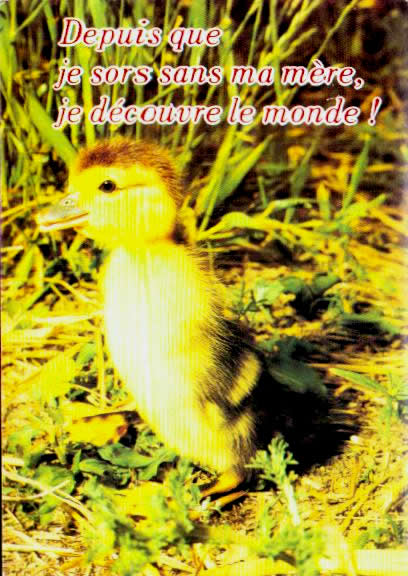 Cartes postales anciennes > CARTES POSTALES > carte postale ancienne > cartes-postales-ancienne.com Animaux Basse cour