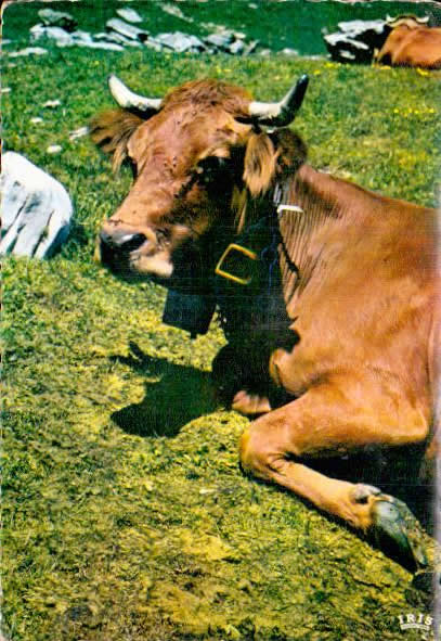 Cartes postales anciennes > CARTES POSTALES > carte postale ancienne > cartes-postales-ancienne.com Animaux Buffles vaches taureaux