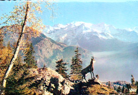 Cartes postales anciennes > CARTES POSTALES > carte postale ancienne > cartes-postales-ancienne.com Humour