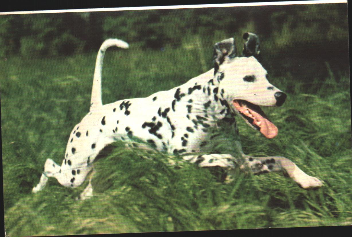 Cartes postales anciennes > CARTES POSTALES > carte postale ancienne > cartes-postales-ancienne.com Animaux Chiens