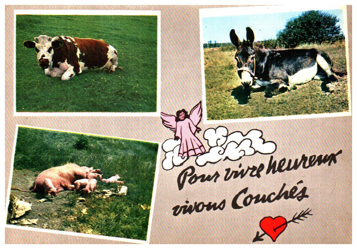 Cartes postales anciennes > CARTES POSTALES > carte postale ancienne > cartes-postales-ancienne.com Animaux Buffles vaches taureaux