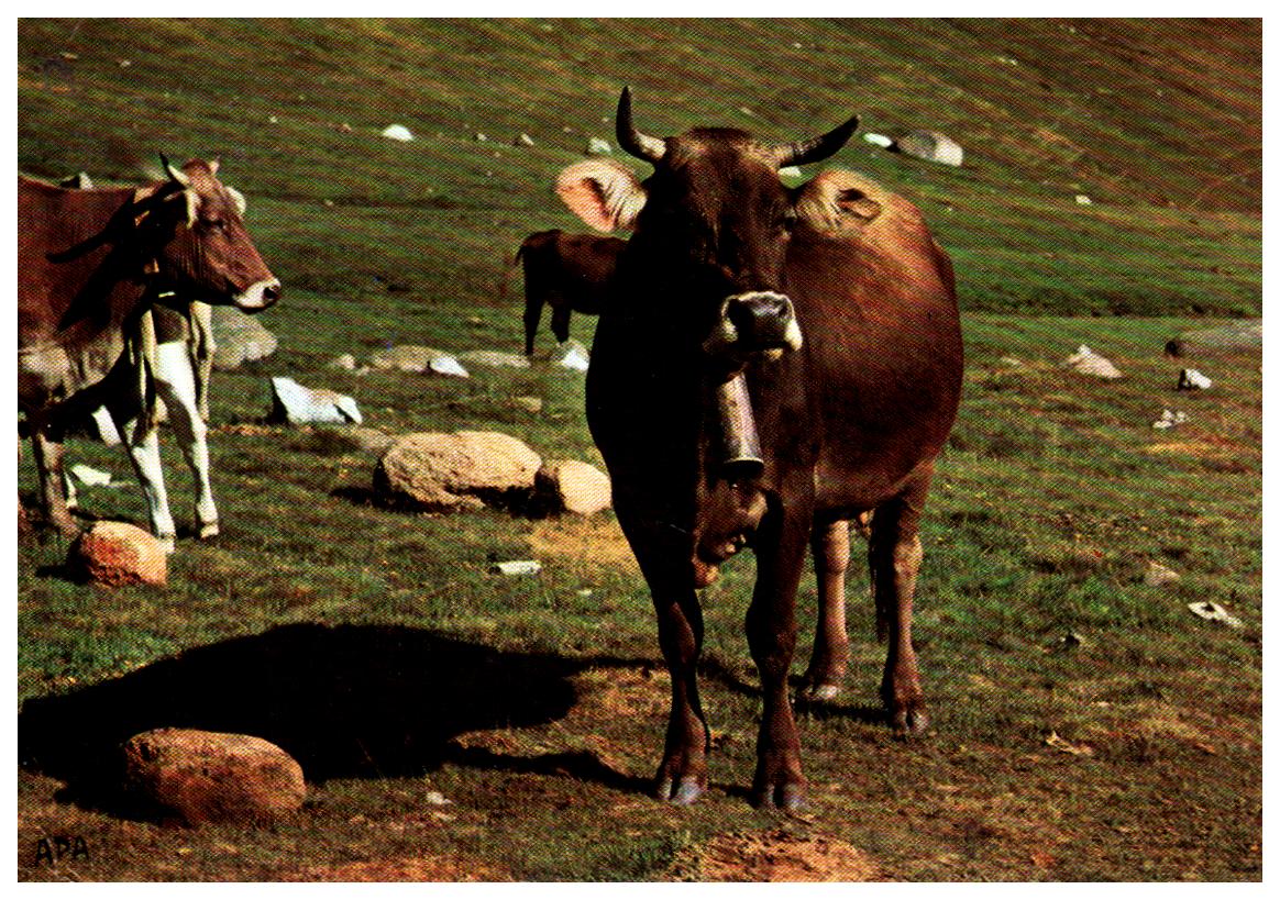 Cartes postales anciennes > CARTES POSTALES > carte postale ancienne > cartes-postales-ancienne.com Animaux