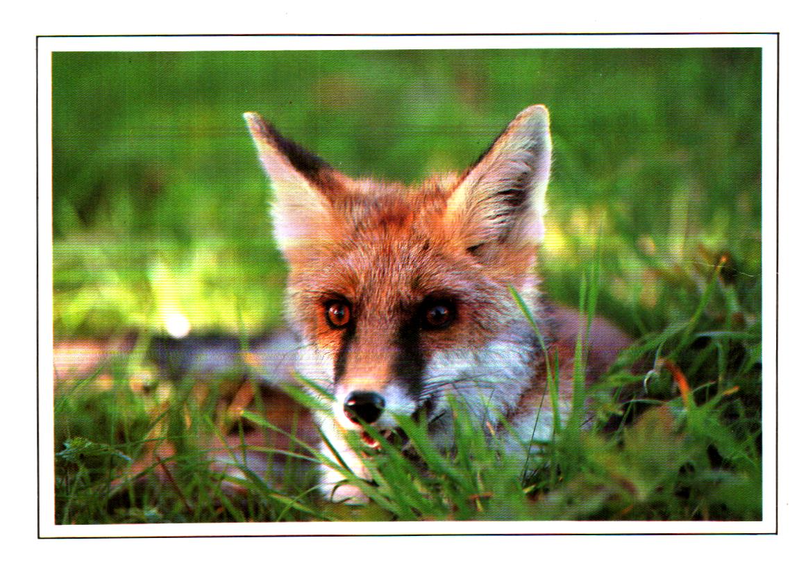 Cartes postales anciennes > CARTES POSTALES > carte postale ancienne > cartes-postales-ancienne.com Animaux