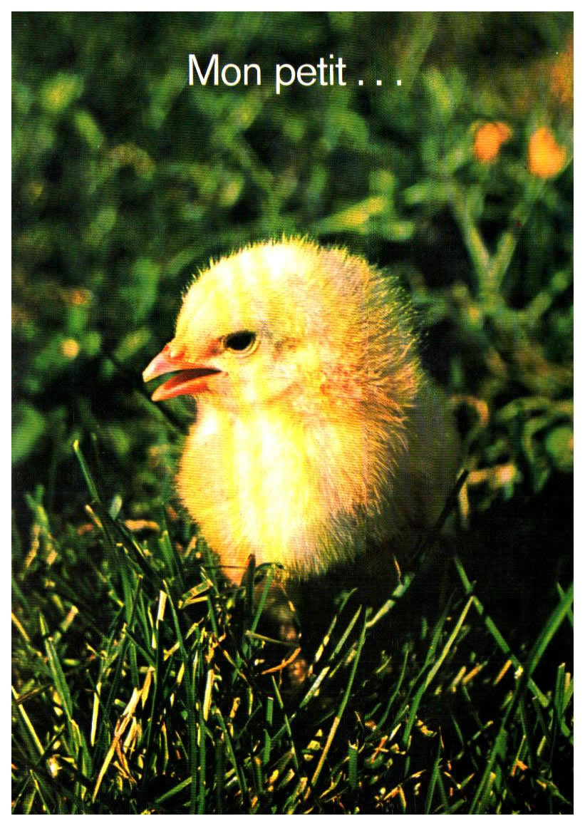 Cartes postales anciennes > CARTES POSTALES > carte postale ancienne > cartes-postales-ancienne.com Animaux