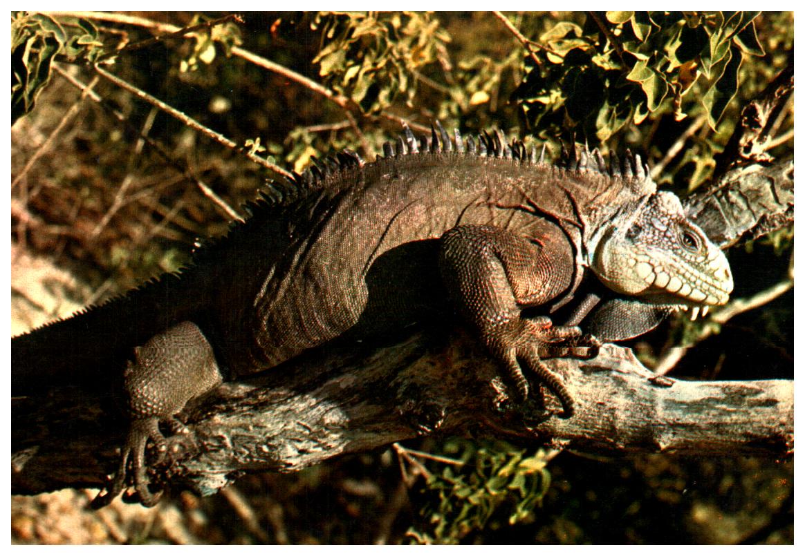 Cartes postales anciennes > CARTES POSTALES > carte postale ancienne > cartes-postales-ancienne.com Animaux
