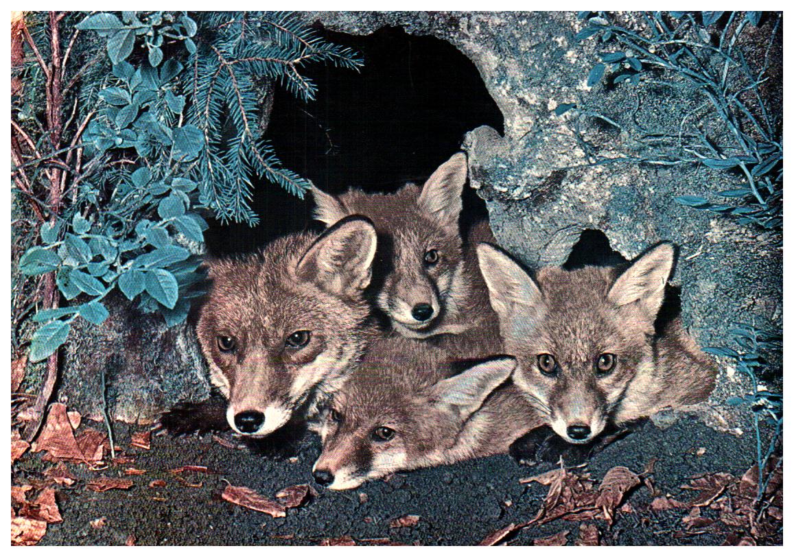 Cartes postales anciennes > CARTES POSTALES > carte postale ancienne > cartes-postales-ancienne.com Animaux