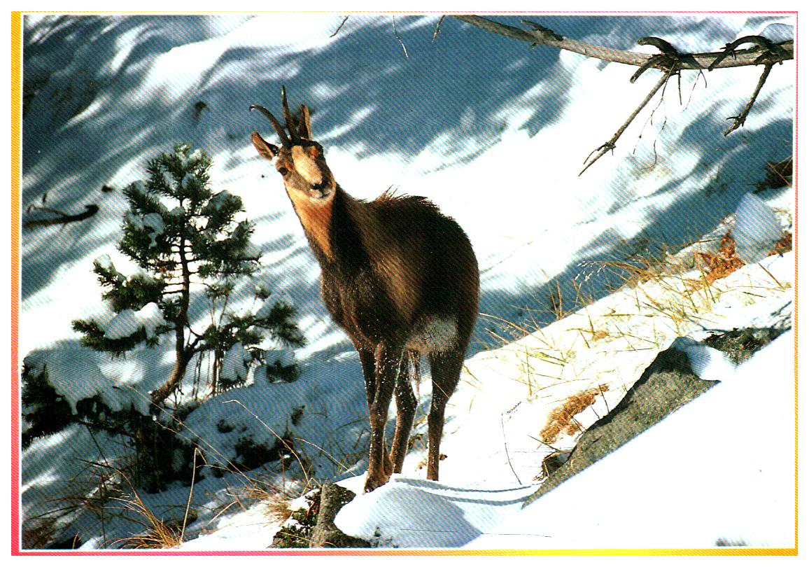 Cartes postales anciennes > CARTES POSTALES > carte postale ancienne > cartes-postales-ancienne.com Animaux
