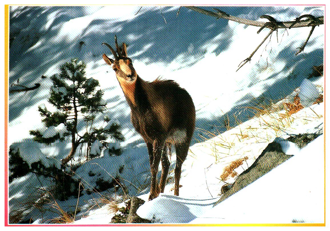 Cartes postales anciennes > CARTES POSTALES > carte postale ancienne > cartes-postales-ancienne.com Animaux Sauvages