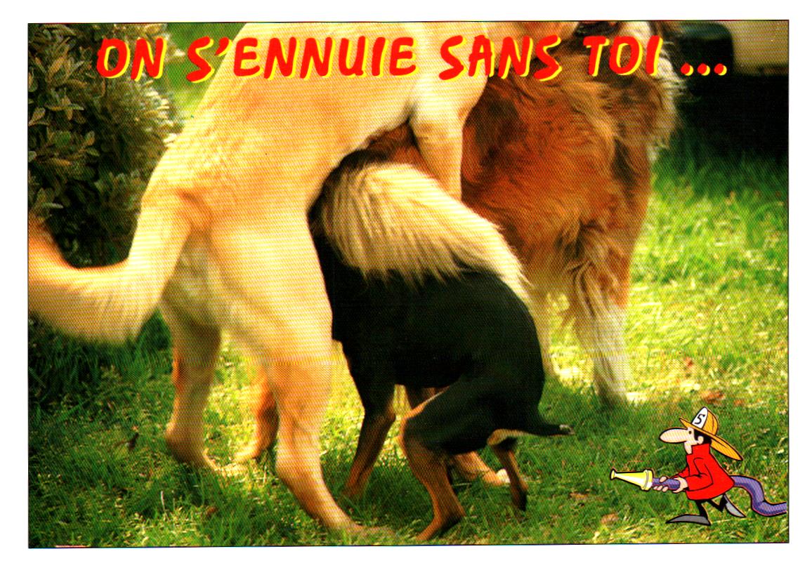 Cartes postales anciennes > CARTES POSTALES > carte postale ancienne > cartes-postales-ancienne.com Animaux