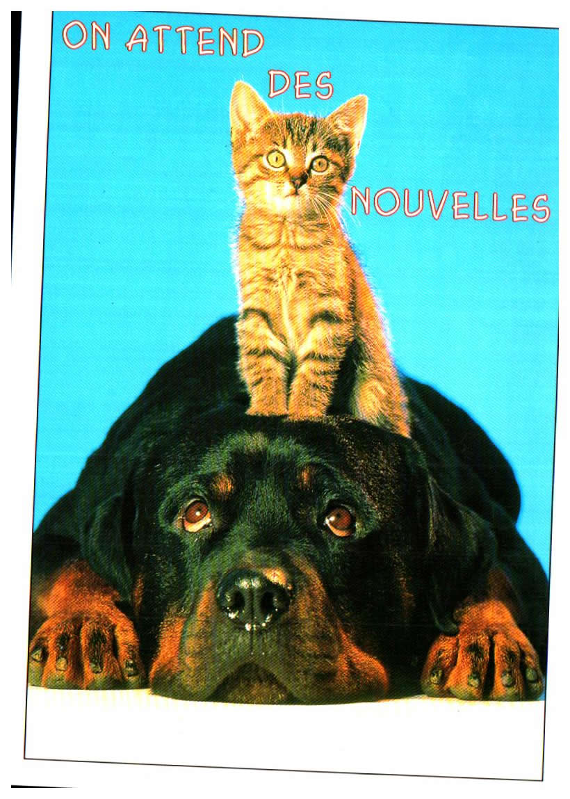 Cartes postales anciennes > CARTES POSTALES > carte postale ancienne > cartes-postales-ancienne.com Animaux Chiens