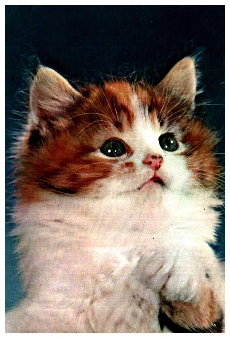 Cartes postales anciennes > CARTES POSTALES > carte postale ancienne > cartes-postales-ancienne.com Animaux