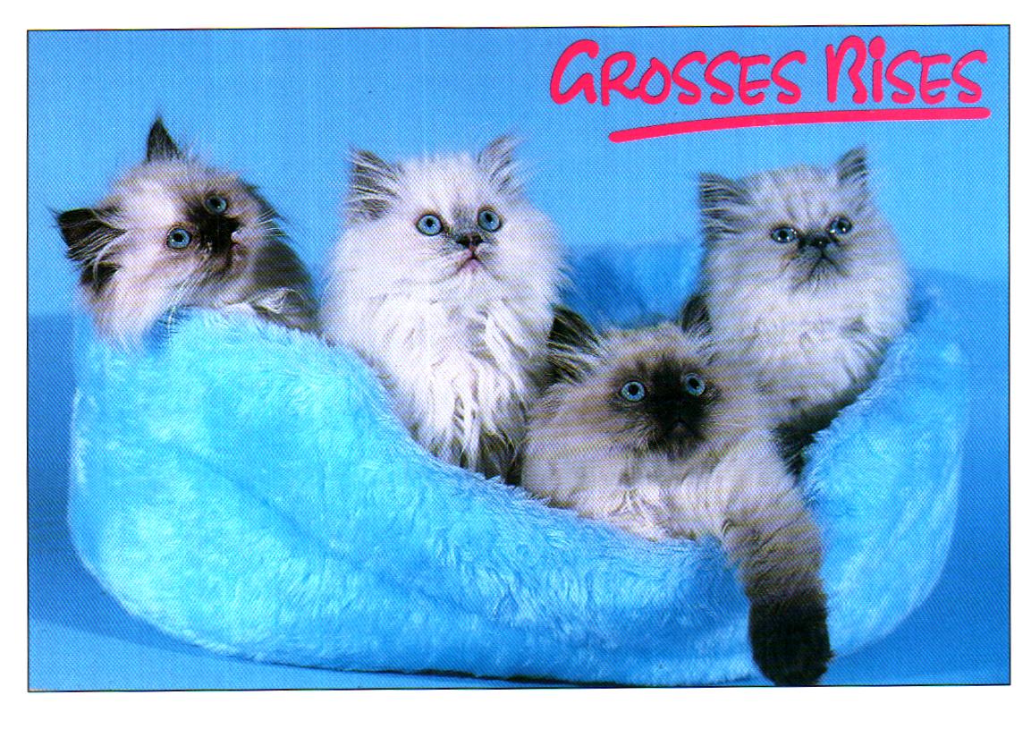 Cartes postales anciennes > CARTES POSTALES > carte postale ancienne > cartes-postales-ancienne.com Animaux Chats