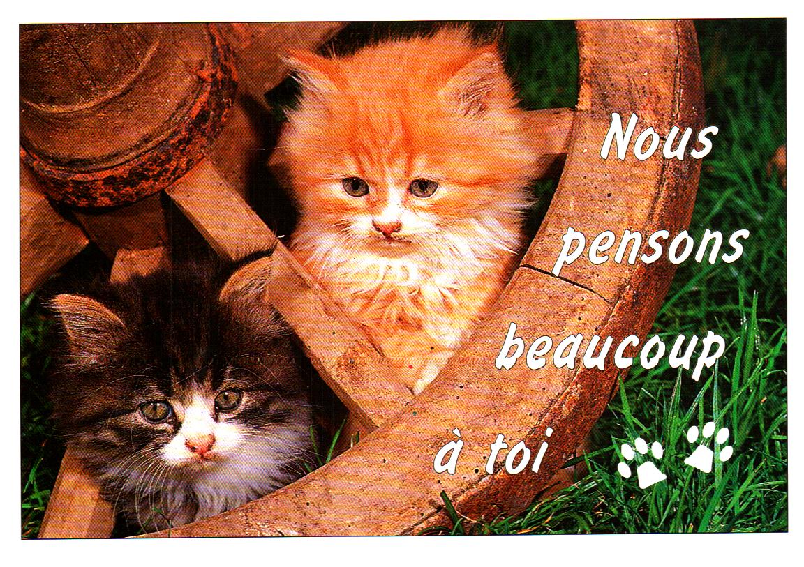 Cartes postales anciennes > CARTES POSTALES > carte postale ancienne > cartes-postales-ancienne.com Animaux Chats