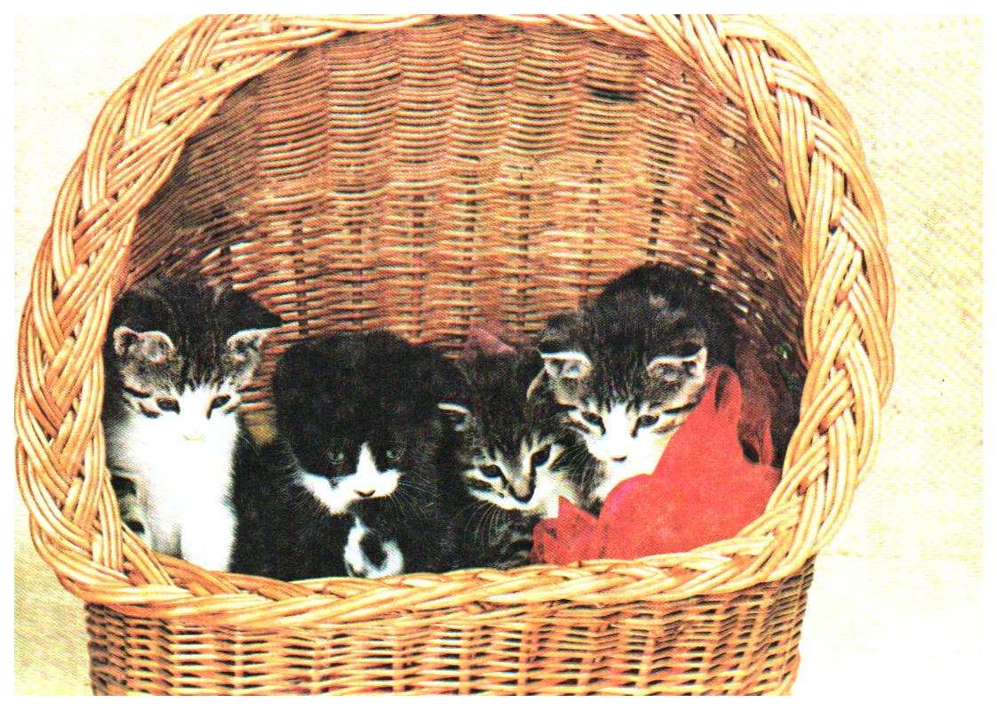 Animals