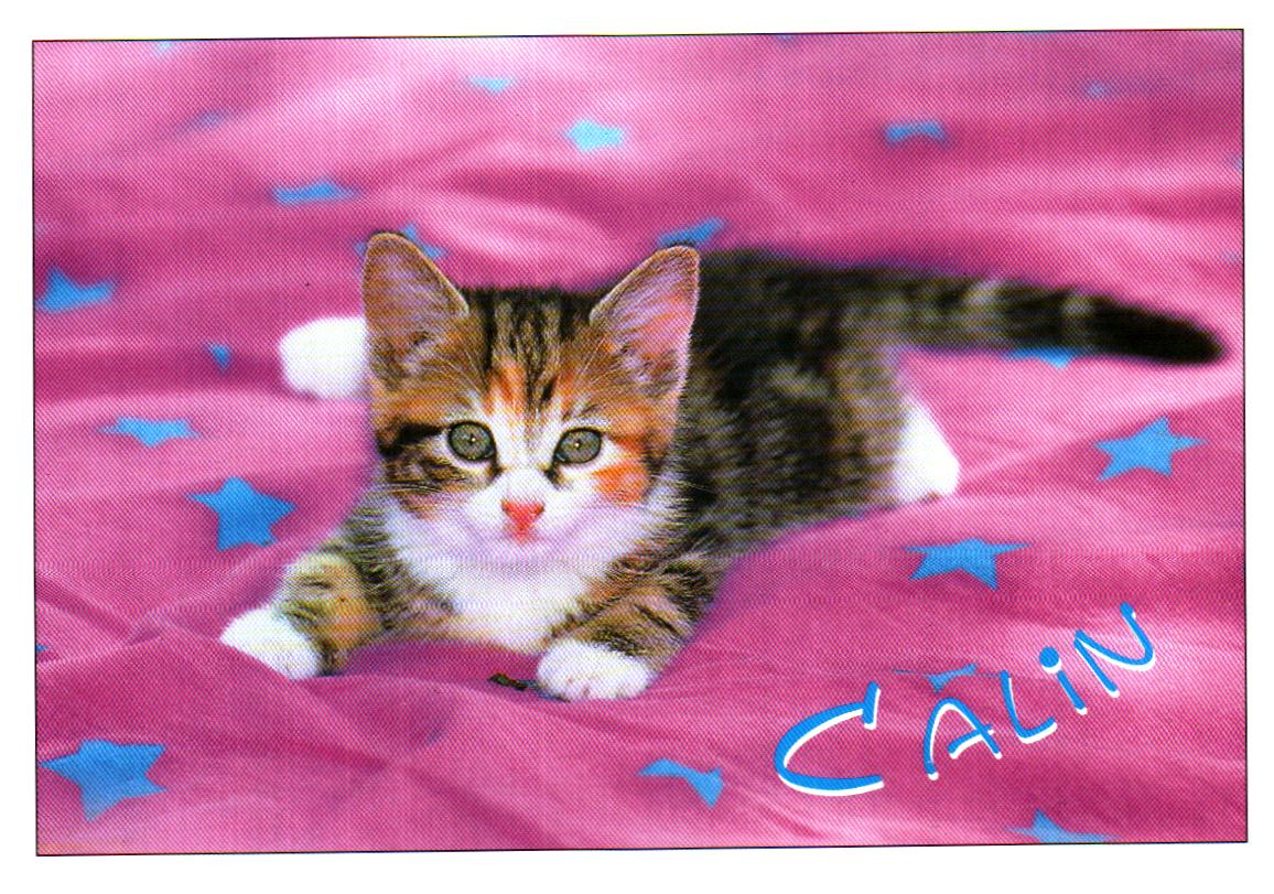 Cartes postales anciennes > CARTES POSTALES > carte postale ancienne > cartes-postales-ancienne.com Animaux Chats