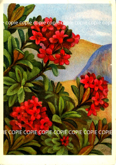 Cartes postales anciennes > CARTES POSTALES > carte postale ancienne > cartes-postales-ancienne.com Fleurs