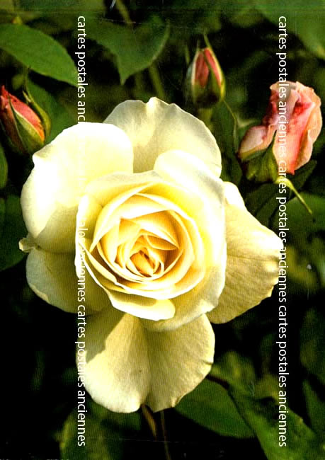 Cartes postales anciennes > CARTES POSTALES > carte postale ancienne > cartes-postales-ancienne.com Fleurs