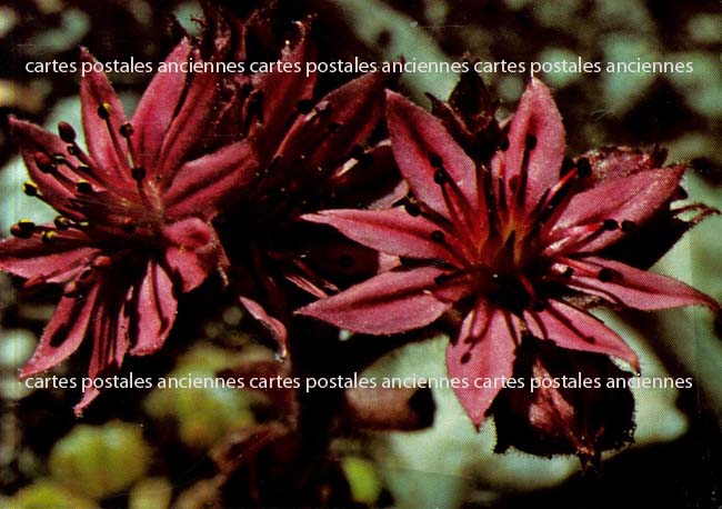 Cartes postales anciennes > CARTES POSTALES > carte postale ancienne > cartes-postales-ancienne.com Fleurs