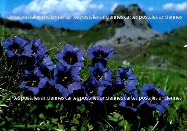 Cartes postales anciennes > CARTES POSTALES > carte postale ancienne > cartes-postales-ancienne.com Fleurs