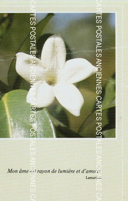 Cartes postales anciennes > CARTES POSTALES > carte postale ancienne > cartes-postales-ancienne.com Fleurs