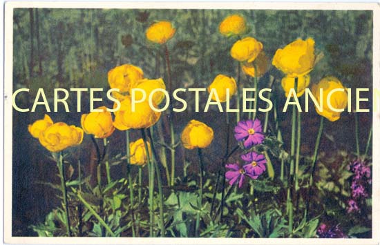 Cartes postales anciennes > CARTES POSTALES > carte postale ancienne > cartes-postales-ancienne.com Fleurs