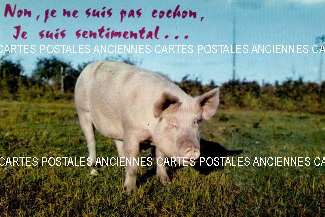 Cartes postales anciennes > CARTES POSTALES > carte postale ancienne > cartes-postales-ancienne.com Humour
