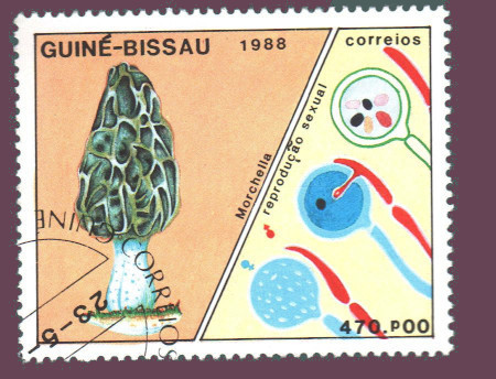 Cartes postales anciennes > CARTES POSTALES > carte postale ancienne > cartes-postales-ancienne.com Monde pays Guinee Vrac<br>