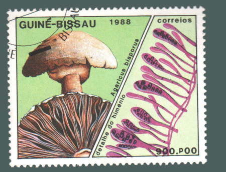 Cartes postales anciennes > CARTES POSTALES > carte postale ancienne > cartes-postales-ancienne.com Monde pays   Guinee