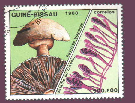Cartes postales anciennes > CARTES POSTALES > carte postale ancienne > cartes-postales-ancienne.com Monde pays Guinee Vrac<br>
