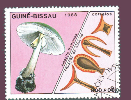 Cartes postales anciennes > CARTES POSTALES > carte postale ancienne > cartes-postales-ancienne.com Monde pays Guinee Vrac<br>