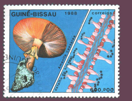 Cartes postales anciennes > CARTES POSTALES > carte postale ancienne > cartes-postales-ancienne.com Monde pays Guinee Vrac<br>