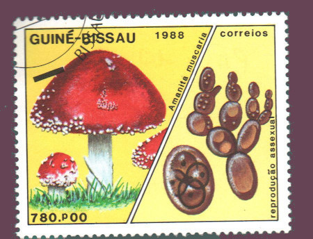 Cartes postales anciennes > CARTES POSTALES > carte postale ancienne > cartes-postales-ancienne.com Monde pays   Guinee