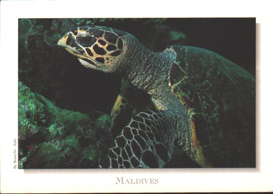 Maldives
