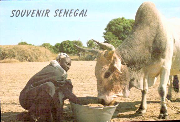 Cartes postales anciennes > CARTES POSTALES > carte postale ancienne > cartes-postales-ancienne.com Republique du senegal