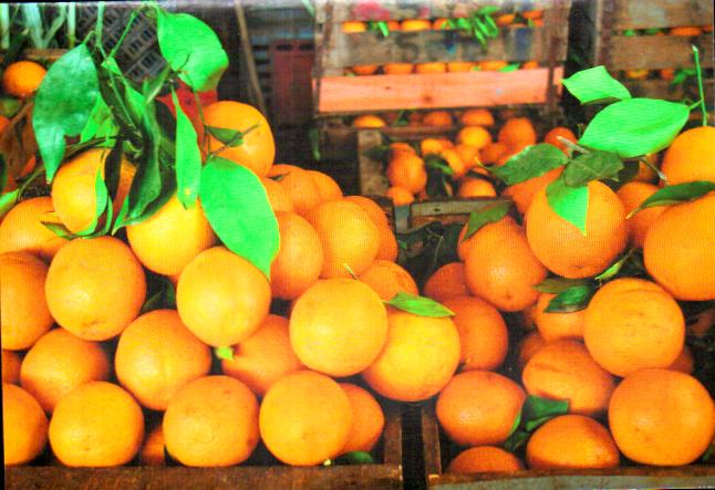 Cartes postales anciennes > CARTES POSTALES > carte postale ancienne > cartes-postales-ancienne.com Maroc