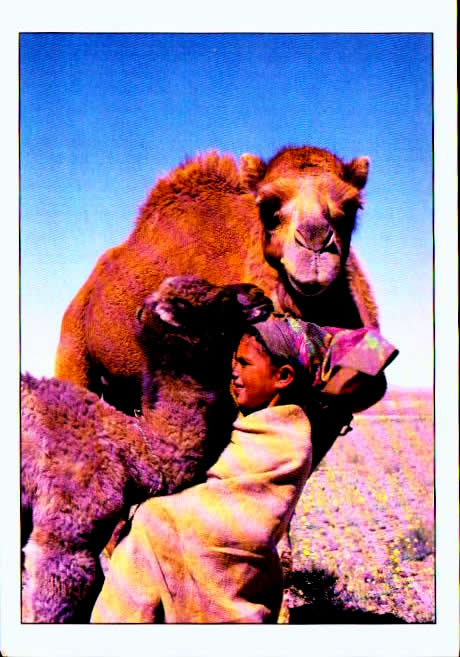 Cartes postales anciennes > CARTES POSTALES > carte postale ancienne > cartes-postales-ancienne.com Maroc