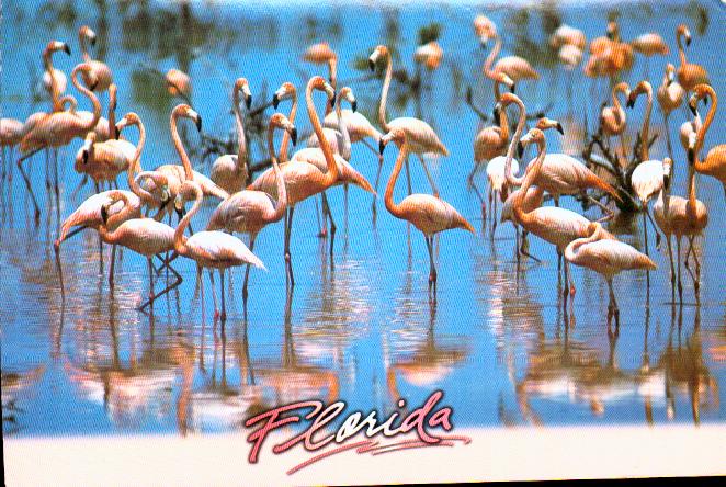 Cartes postales anciennes > CARTES POSTALES > carte postale ancienne > cartes-postales-ancienne.com Etats unis Floride Orlando