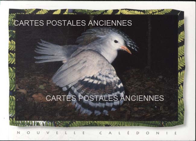 Nouvelle cadelonie Lifou
