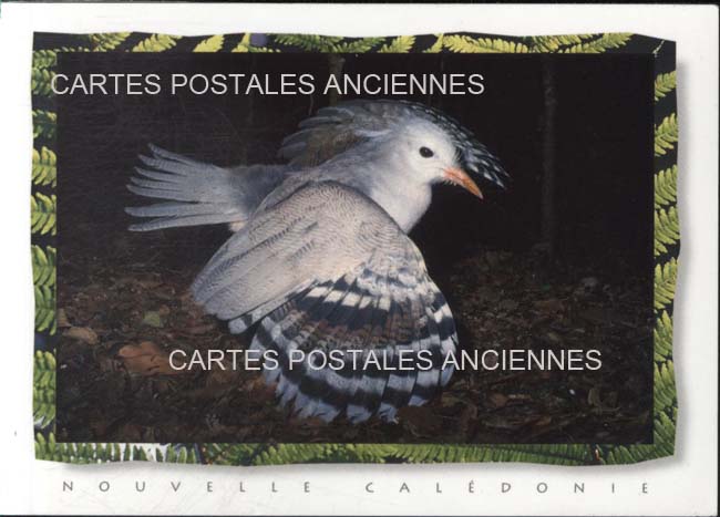 Cartes postales anciennes > CARTES POSTALES > carte postale ancienne > cartes-postales-ancienne.com Nouvelle caledonie Lifou